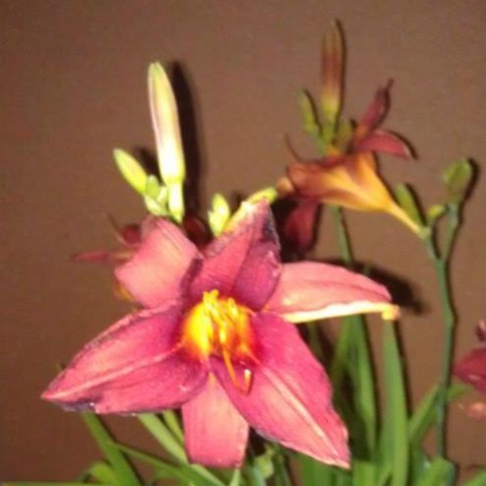 Meet your Posher, Tammy